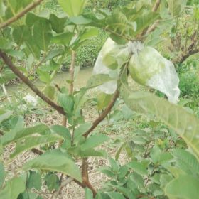 Bibit Buah Cangkok Jambu Siumik Pala Palopo