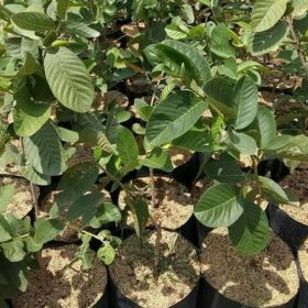 Bibit Buah Cangkok Tanaman Jambu Sukun Merah Kutai Barat