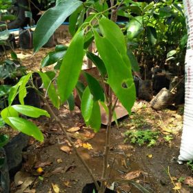 Bibit Buah Cangkok Tanaman Leci ComLeci Merah Dompu