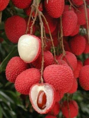 Bibit Buah Cangkok Tanaman Leci Hasil Terlaris Barito Selatan