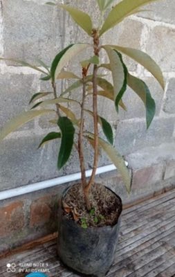 Bibit Buah Cangkok Tanaman Leci Kuning Biwa Terlaris Ende