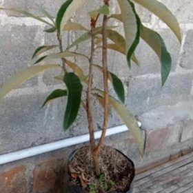 Bibit Buah Cangkok Tanaman Leci Kuning Biwa Terlaris Ende