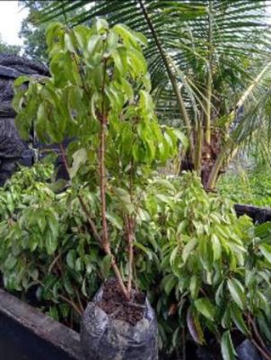 Bibit Buah Cangkok Tanaman Leci Ori Pasaman