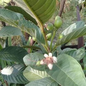 Bibit Buah Cangkokan Sale Jambu Biji Alpukat Merah Promo Barito Selatan