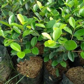 bibit buah cherry vietnam manis Sumatra Barat