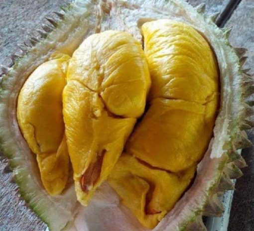 Bibit Buah Dalam Durian Musangking Okulasi Bisa Di Tanam Aceh Singkil