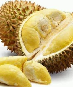 Bibit Buah Dalam Durian Musangking Okulasi Bisa Di Tanam Lubuk Linggau