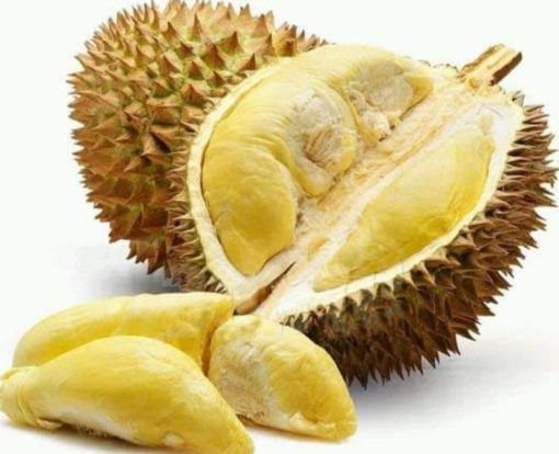 Bibit Buah Dalam Durian Musangking Okulasi Bisa Di Tanam Lubuk Linggau