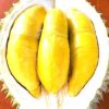 Bibit Buah Dalam Durian Musangking Okulasi Bisa Di Tanam Sanggau