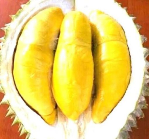 Bibit Buah Dalam Durian Musangking Okulasi Bisa Di Tanam Sanggau