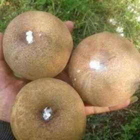 Bibit Buah Dalam Sawo Jumbo Hasil Okulasi Cepat Berbuah Bisa Di Tanam Lembata