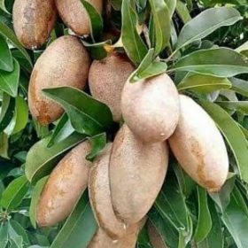 Bibit Buah Dalam Sawo Mentimun Hasil Okulasi Siap Berbuah Tojo Una-Una