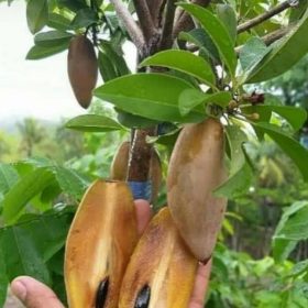 Bibit Buah Dalam Sawo Mentimun, Lonjong, Memanjang, Besar, Cocok Buat TabulampotDitanam Buton Tengah