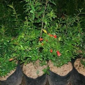 Bibit Buah Delima Merah Biji Lunak Red Ruby Pomegranate Spanyol Tebo