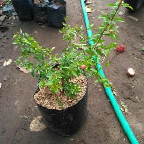 Bibit Buah Delima Merah Tanaman Berbuah Binjai