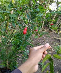 Bibit Buah Delima Pohon Surga Merah Jumbo Peru Pulau Morotai