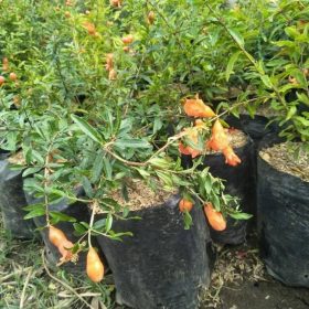 Bibit Buah Delima Tanaman Hitam Siap Berbuah Lingga
