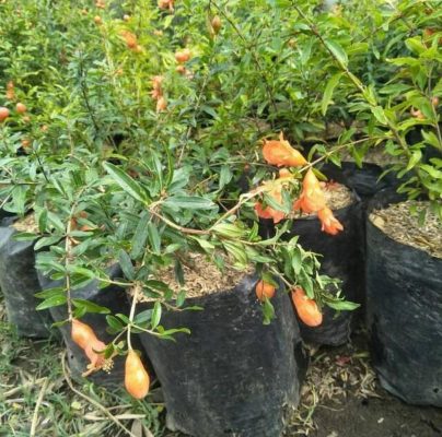 Bibit Buah Delima Tanaman Hitam Siap Berbuah Lingga