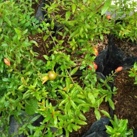 Bibit Buah Delima Tanaman Merah Berbunga Simalungun