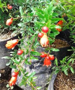 Bibit Buah Delima Tanaman Mini Dwarf Pomegranate