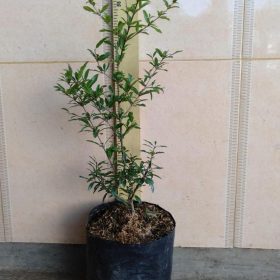 Bibit Buah Delima Tanaman Mini Sudah Berbuah - Red Pomegranate Padang Lawas Utara