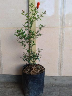 Bibit Buah Delima Tanaman Mini Sudah Berbuah - Red Pomegranate Padang Lawas Utara