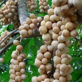 Bibit Buah Duku Dan Juwet Ternate