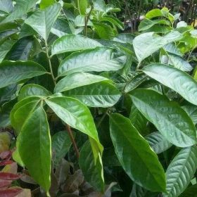 Bibit Buah Duku Longkong Thailand Unggul Original Sanggau