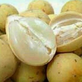 Bibit Buah Duku Tanaman Tanpa Biji Bangli