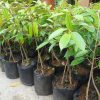 bibit buah durian bawor 3 kaki 80cm Jawa Tengah