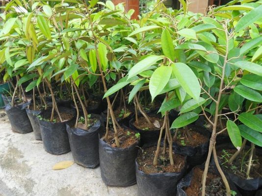 bibit buah durian bawor 3 kaki 80cm Jawa Tengah