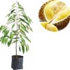 bibit buah durian bawor Kalimantan Timur