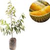 bibit buah durian monthong montong 70 cm Bekasi