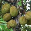 bibit buah durian musangking durian bawor durian montong Malang