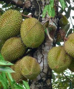 bibit buah durian musangking durian bawor durian montong Malang