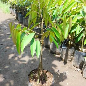 bibit buah durian musangking kaki 3 musang king kaki 3 unggul Kalimantan Barat