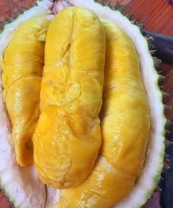 bibit buah durian musangking musang king unggul Banten
