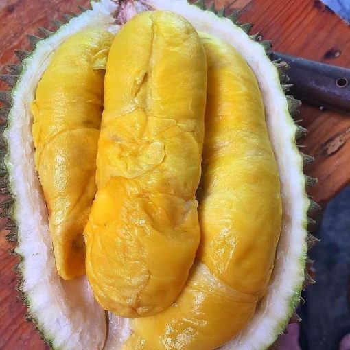 bibit buah durian musangking musang king unggul Banten