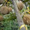bibit buah durian musangking musang king unggul Sumatra Utara
