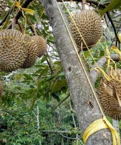 bibit buah durian musangking musang king unggul Sumatra Utara
