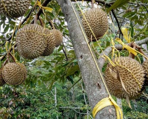bibit buah durian musangking musang king unggul Sumatra Utara