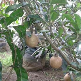 Bibit Buah Import Tanaman Sawo Jumbo Sudah Berbuah Hai Banjarbaru