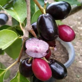 bibit buah jamblang atau bibit buah juwet Bangka Belitung