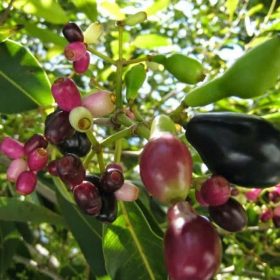 bibit buah jamblang juwet duwet bibit jamblang ungu Jawa Barat