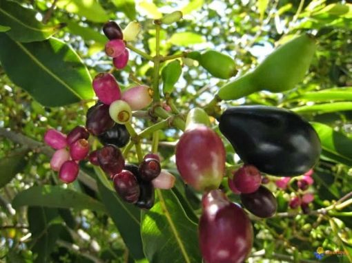 bibit buah jamblang juwet duwet bibit jamblang ungu Jawa Barat