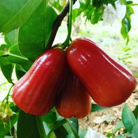 bibit buah jambu air dalhari Gorontalo