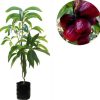 bibit buah jambu air jamaika 80 cm Aceh