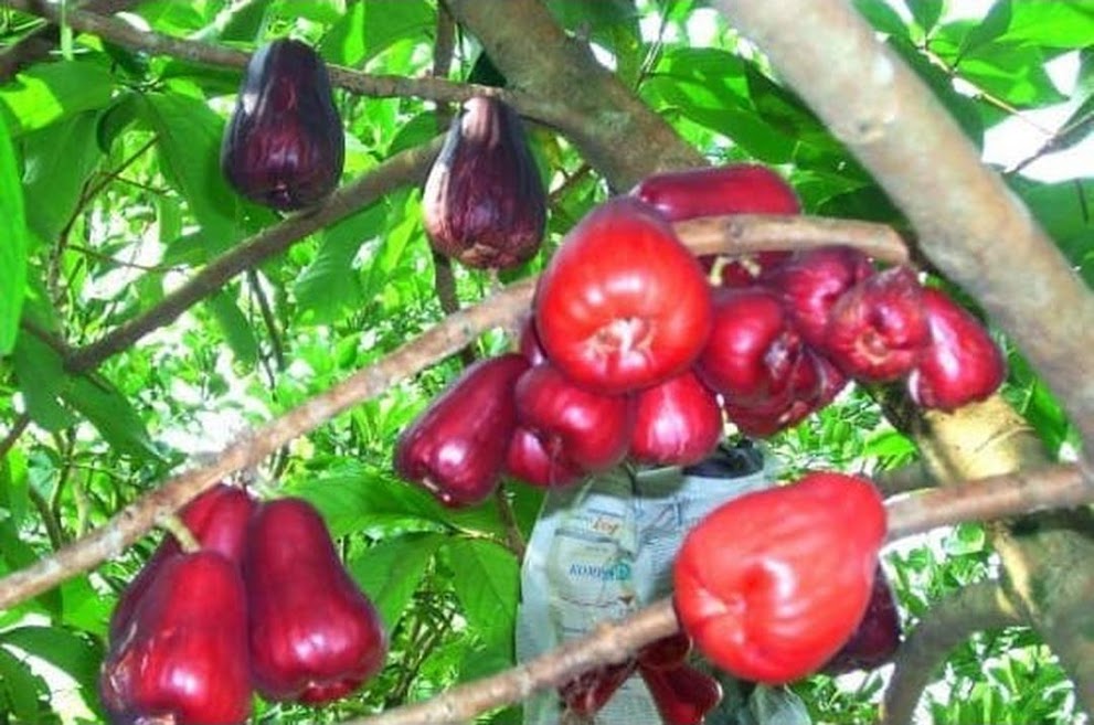 Gambar Produk bibit buah jambu air jamaika 80 cm Sumatra Utara