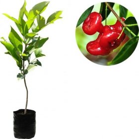 bibit buah jambu air kancing bibit tanaman jambu air kancing 70 cm bibit terbaik Nusa Tenggara Timur