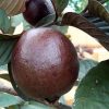 bibit buah jambu biji merah australia Cilegon
